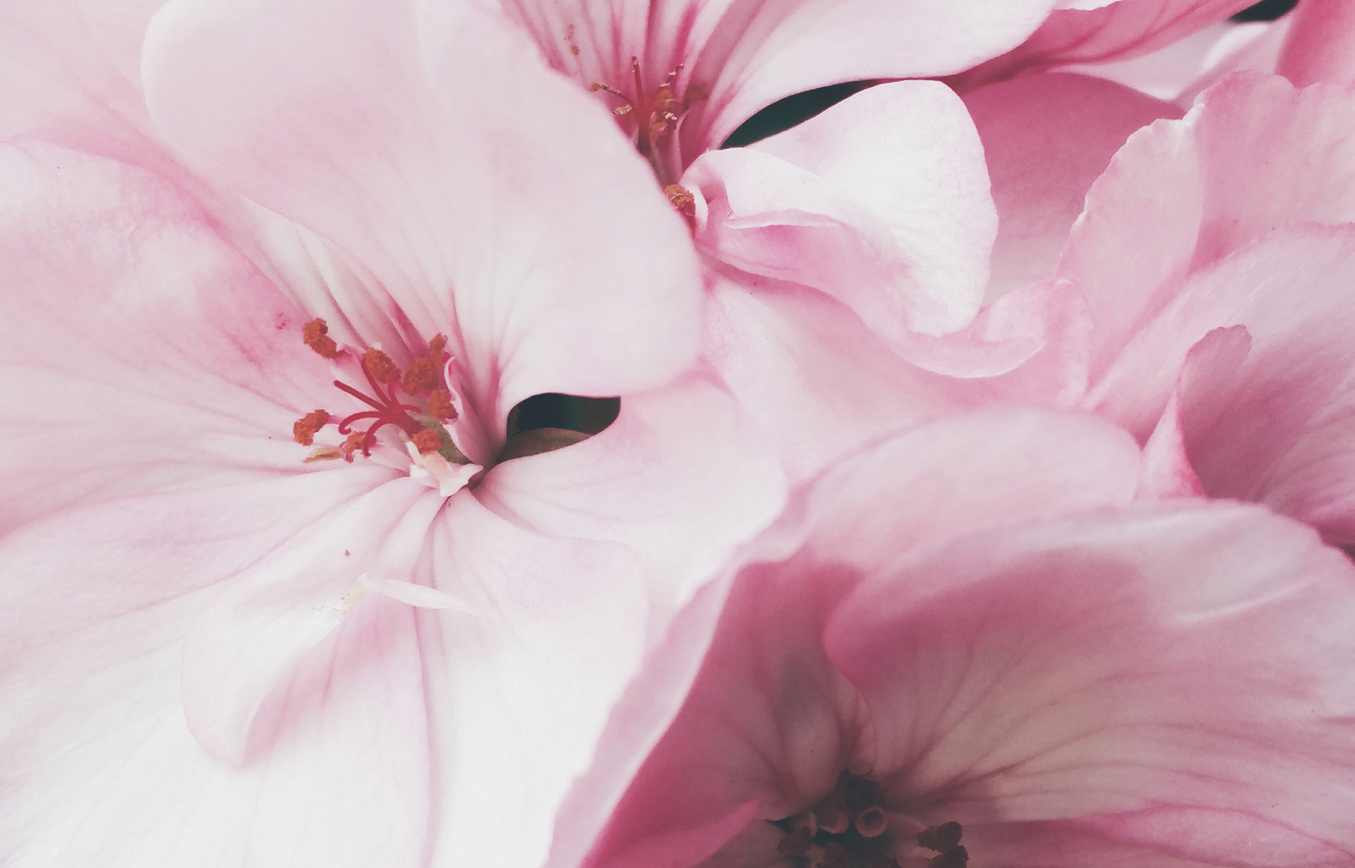 Close Up Photography of Pink Flowers