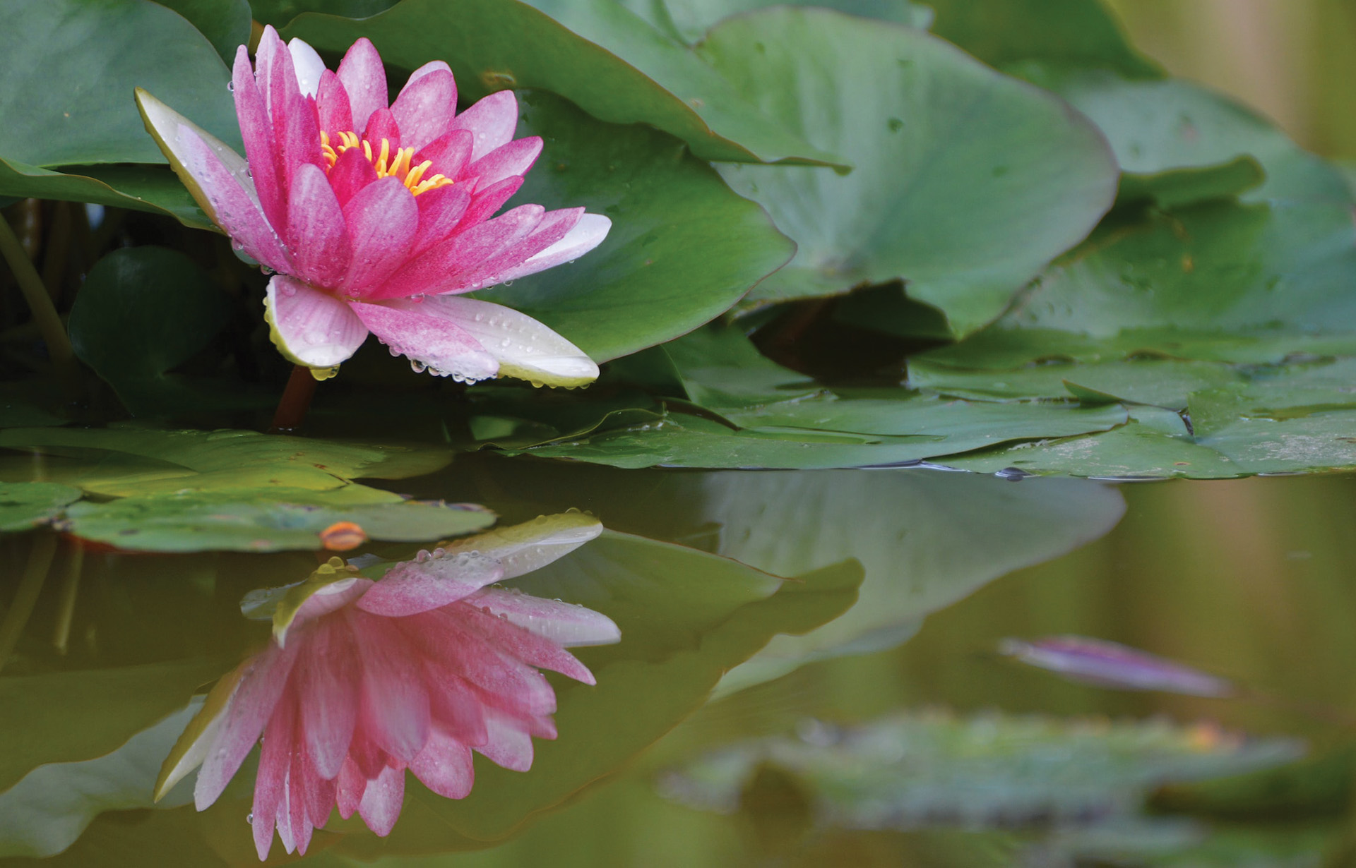 Pink Lotus Flower Reflected in Water