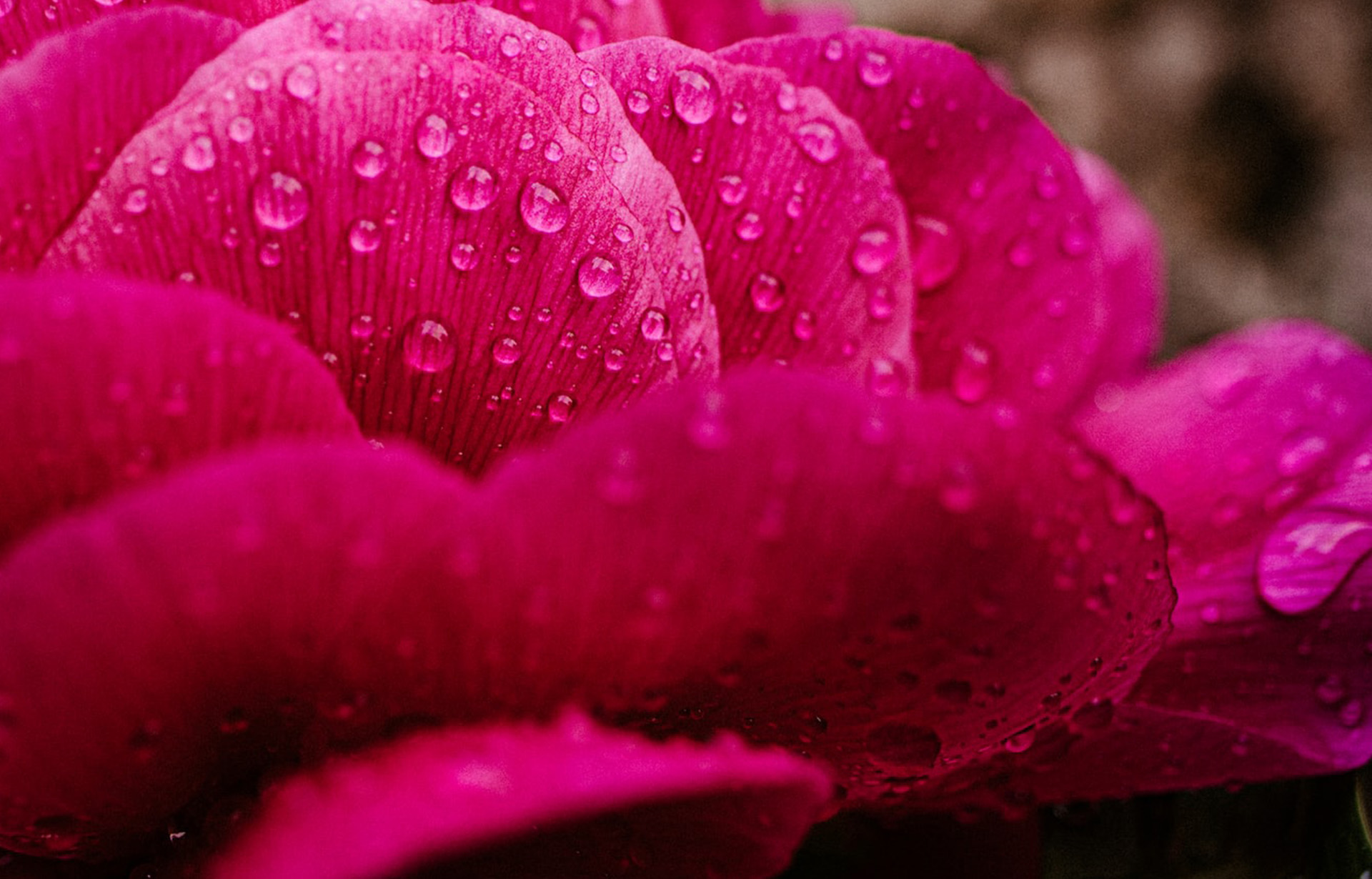 Magenta Flower Petals - Header Image for the Color of the Year Blog Post